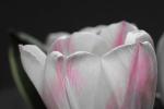 Tulpe