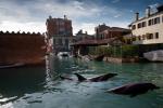 DElphin in Venice
