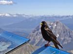 Dohle_Zugspitze II