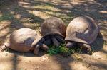 Drei Schildkröten