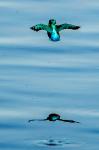 Eisvogel Reflektionen