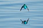 Eisvogel Reflektionen