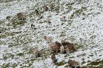 Kühe im Sommerschnee