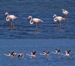 Flamingos vor und nach Spiegelschlag