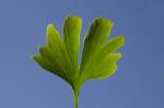 Gingko2