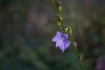 Glockenblume nach dem Regen