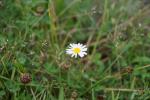 Gänseblümchen a77 II