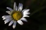 Gänseblümchen im Dezember