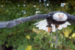 Seeadler2