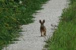 Hase1