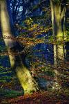 Herbst-12