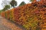 Herbstfarben_Hecke_3