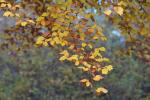 Herbstfarben im Park