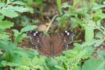 Junonia natalica