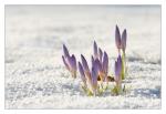 Krokus im Schnee - Reload