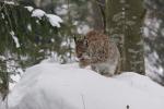 Luchs @ 400mm