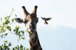 Madenhacker landet auf Giraffe