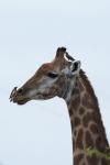 Giraffe mit Madenpicker