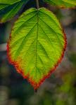 Blatt im Gegenlicht