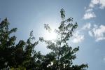Sonne hinterm Kirschbaum