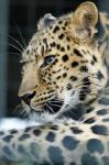 Amurleopard.roh