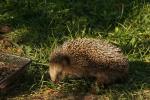 Junger Igel