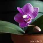 Orchidee 02