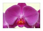 Orchidee (Original von christine kaiser)
