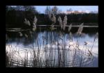 Weiden am Teich bearbeitet