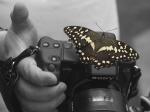 Schmetterling auf alpha