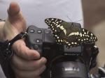 Schmetterling auf alpha 3