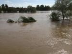 Hochwasser Ilvesheim1