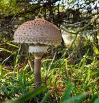 Pilz 03