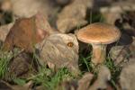 Pilz ohne Halm