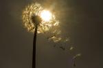 Pusteblume im Gegenlicht