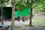 Borneo Orang rahbilitation camp