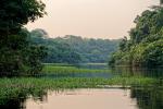 Amazon Turtle lodge Landschaft