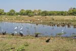 Wasserstelle im Pantanal