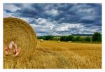 Ein Bett im Kornfeld