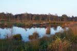 Moorlandschaft gegen Abend