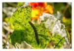 Leben auf dem Blatt