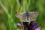 unbekannter Schmetterling