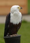 Schreiseeadler 1