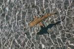 Shark Shadow