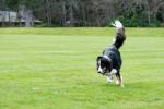 Bordercollie  Balmoral