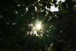Sonne hinterm Kirschbaum