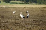 Storch_Aug19_75300_4