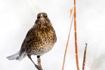 Amsel im Schnee