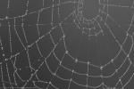 Spinnennetz mit Nebeltau