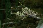 Teichfrosch (Rana kl. esculenta; neues Syn.: Pelophylax kl. esculentus),